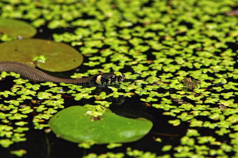 Yung grass snake (Natrix natrix)