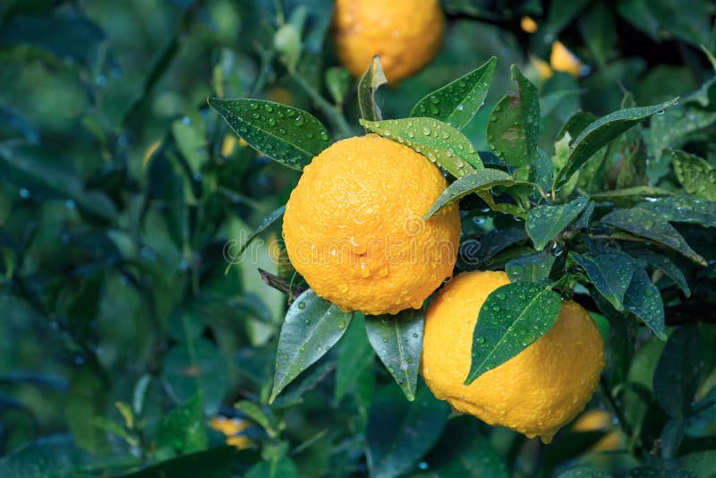 Yuzu-Früchte im Regen lizenzfreie stockfotos