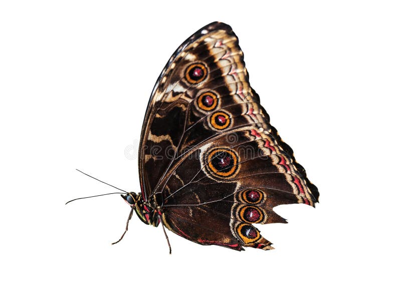 Żywy motyl na bielu zdjęcie royalty free Żywy motyl na bielu zdjęcie royalty free