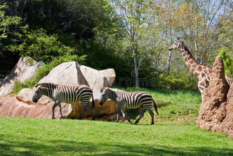 Groupe De Girafes Dans La Savane Kenya Tanzania La 