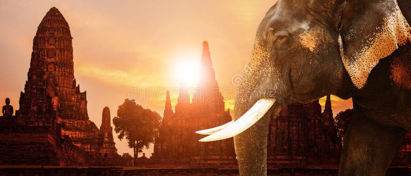 Z kości słoniowej słonia i ayuthaya antyczna pagoda z zmierzchu nieba backg