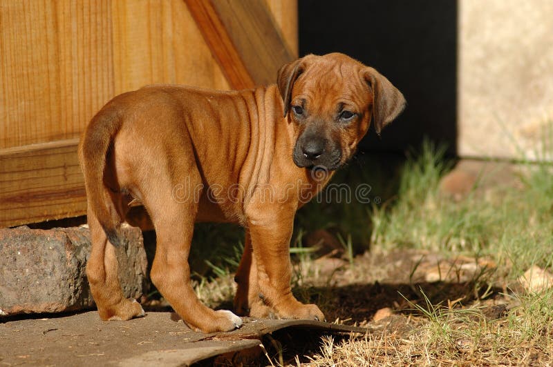 A cute inactive young Rhodesian Ridgeback hound puppy dog head portrait with cute expression in the pretty face watching the garden looking back to the other dogs outdoors. A cute inactive young Rhodesian Ridgeback hound puppy dog head portrait with cute expression in the pretty face watching the garden looking back to the other dogs outdoors