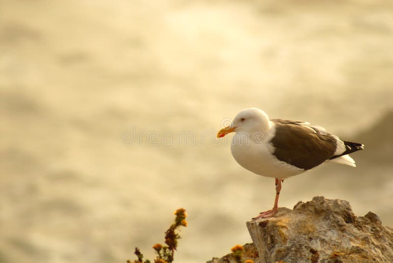 Z widokiem na ocean califo plażowy umieszczonego scenariusz mewa rock zdjęcia royalty free