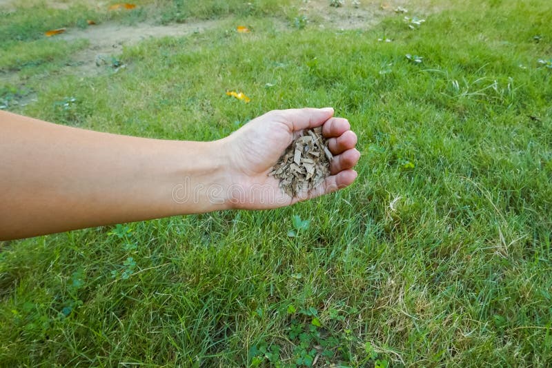 Zaaigoed van gras dat met het groene gras in de hand wordt gehouden royalty-vrije stock afbeelding Zaaigoed van gras dat met het groene gras in de hand wordt gehouden royalty-vrije stock afbeelding