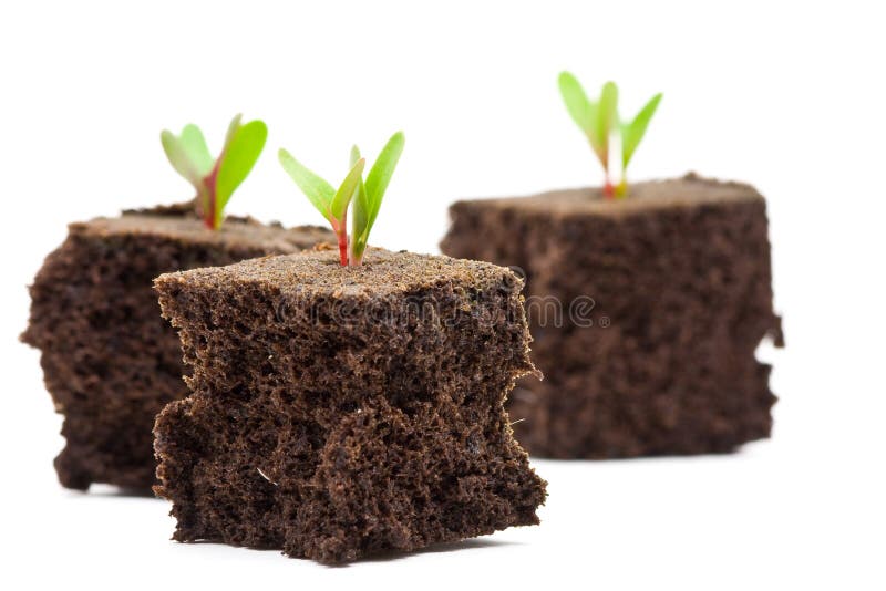 Three seedlings in turf over white background. Three seedlings in turf over white background