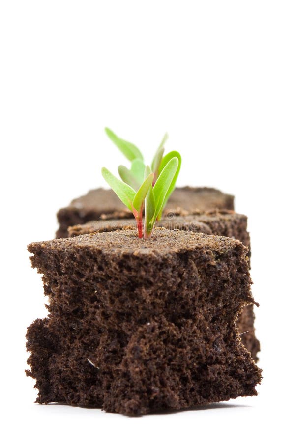 Three seedlings in turf over white background. Three seedlings in turf over white background