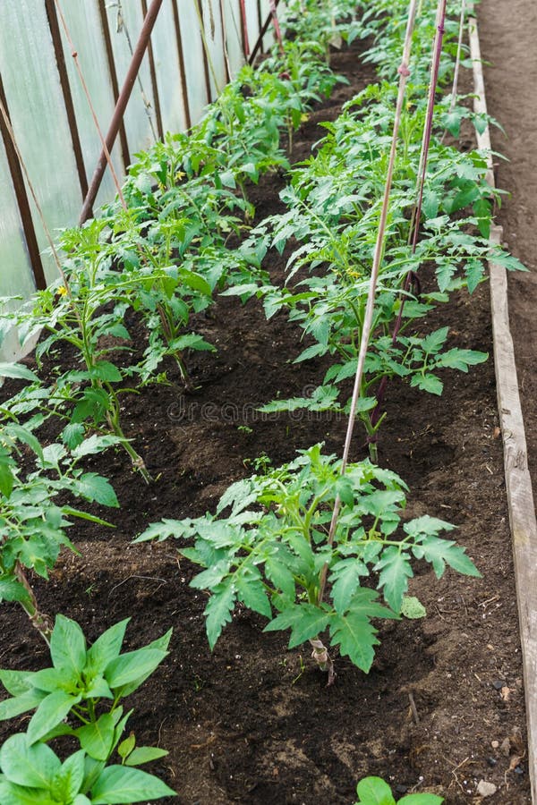 Zaailingen van tomaat Het kweken van tomaten in de serre Het kweken van groenten in serres royalty-vrije stock foto's Zaailingen van tomaat Het kweken van tomaten in de serre Het kweken van groenten in serres royalty-vrije stock foto's