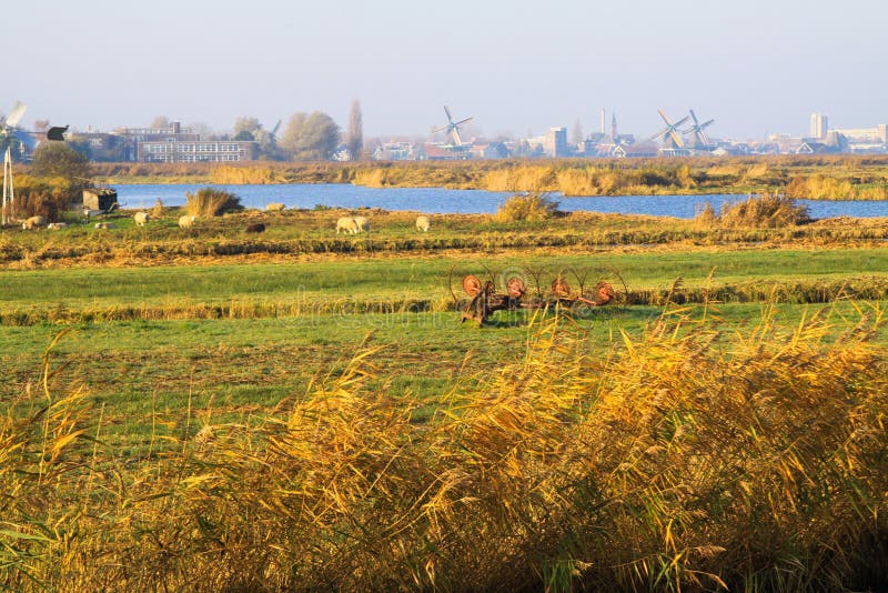 View over rural landscape with crop field, river and sheep on windmills and skyline of dutch city stock photography View over rural landscape with crop field, river and sheep on windmills and skyline of dutch city stock photography