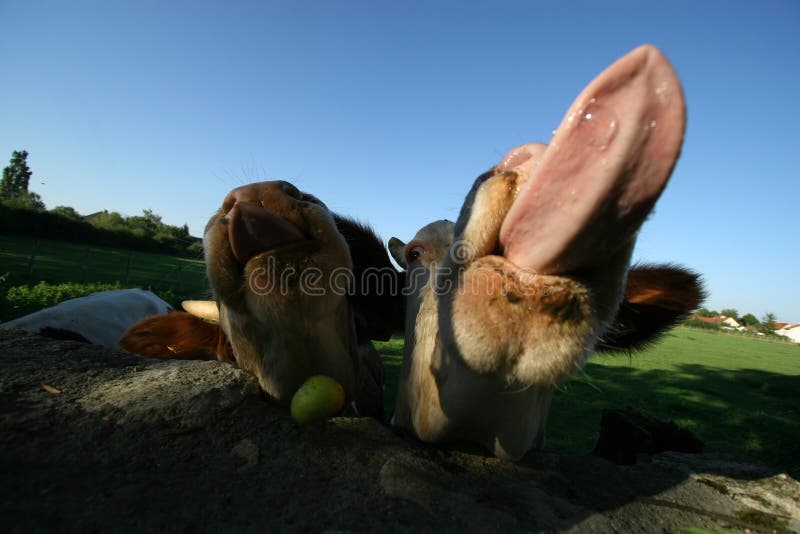 Cows going nuts for some apples being fed to them. Cows going nuts for some apples being fed to them.