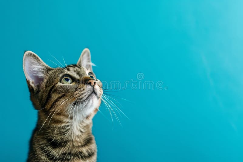 Zabawny feline patrzy w górę na żywy niebieski tło tworząc wspaniały baner ilustracji