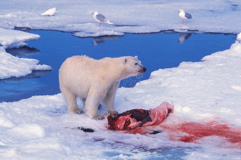 Download Zabić Niedźwiedzia W Polarnej Seal Zdjęcie Stock - Obraz złożonej z lód, foka: 26548