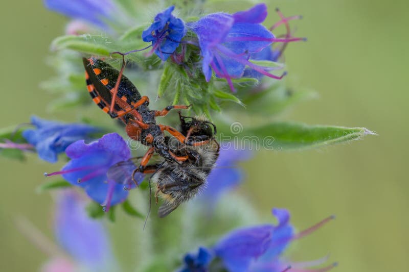 Zabójca pluskwy Rhynocoris iracundus w republika czech obrazy royalty free Zabójca pluskwy Rhynocoris iracundus w republika czech obrazy royalty free