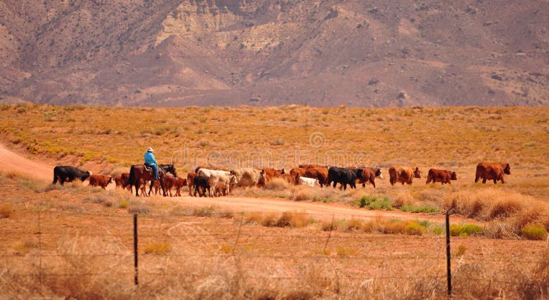 Western cattle with cowboy on horse USA. Western cattle with cowboy on horse USA