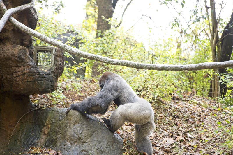 A western lowland gorilla walks on rocks in its habitat at the Atlanta Zoo in Atlanta Georgia USA. A western lowland gorilla walks on rocks in its habitat at the Atlanta Zoo in Atlanta Georgia USA