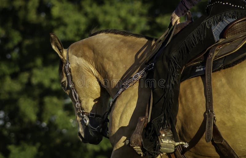 A side profile of a western horse with a rider on it. A side profile of a western horse with a rider on it.