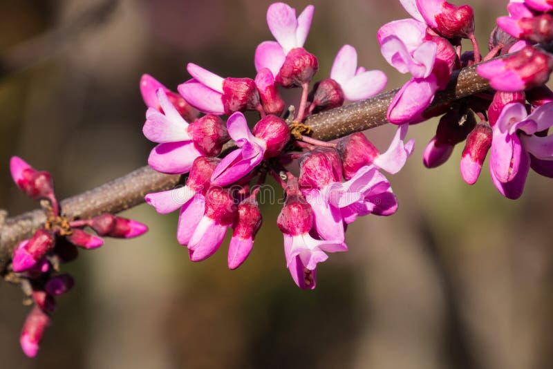 Zachodni redbud Cercis occidentalis kwiatostan, Kalifornia