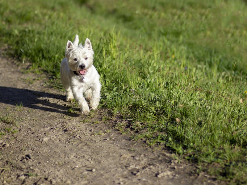 West Highland Terrier running on a path next to a meadow. It`s a sunny day, a shadow is dropped. It`s a day in summer. The dog is pure bred. West Highland Terrier running on a path next to a meadow. It`s a sunny day, a shadow is dropped. It`s a day in summer. The dog is pure bred.