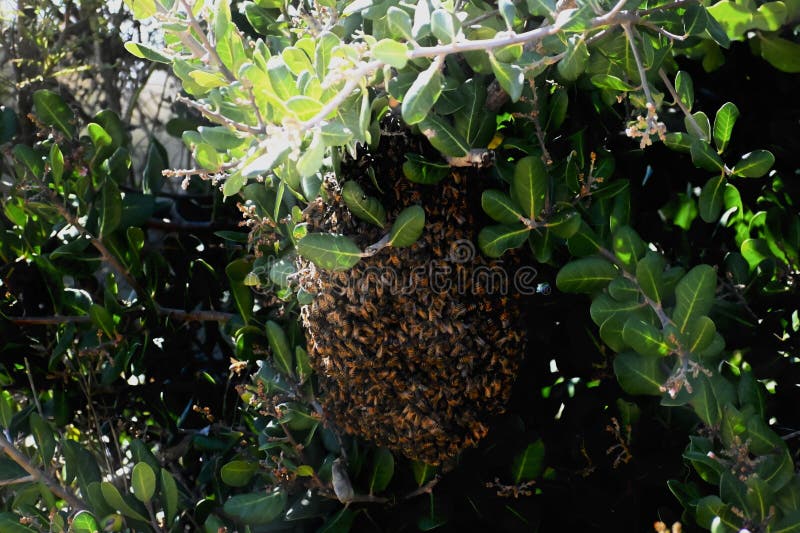 Just like with humans when there are a lot of people in their home or other building, when there are a lot of bees at one time inside of the hive during the warmer months, with all of this bee activity inside, the temperature inside can become too hot for the eggs inside. The bees inside will come out, to give the inside of the hive a chance to cool down. As see of a swarm of Western or European honey bees, Apis mellifera, at the Carpinteria Salt Marsh 1 April 2024. Just like with humans when there are a lot of people in their home or other building, when there are a lot of bees at one time inside of the hive during the warmer months, with all of this bee activity inside, the temperature inside can become too hot for the eggs inside. The bees inside will come out, to give the inside of the hive a chance to cool down. As see of a swarm of Western or European honey bees, Apis mellifera, at the Carpinteria Salt Marsh 1 April 2024.