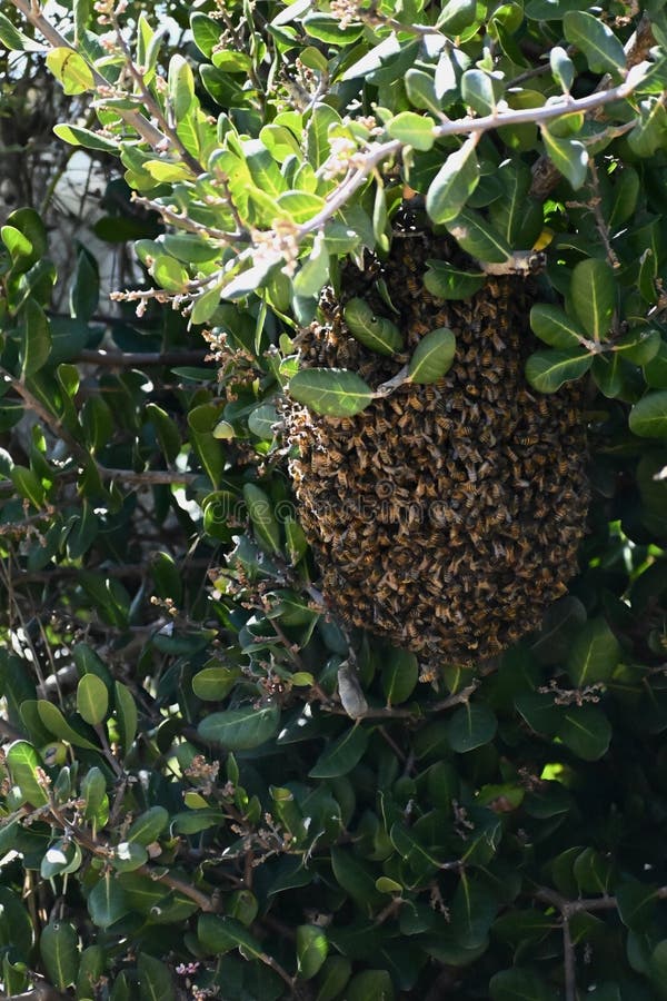 Just like with humans when there are a lot of people in their home or other building, when there are a lot of bees at one time inside of the hive during the warmer months, with all of this bee activity inside, the temperature inside can become too hot for the eggs inside. The bees inside will come out, to give the inside of the hive a chance to cool down. As see of a swarm of Western or European honey bees, Apis mellifera, at the Carpinteria Salt Marsh 1 April 2024. Just like with humans when there are a lot of people in their home or other building, when there are a lot of bees at one time inside of the hive during the warmer months, with all of this bee activity inside, the temperature inside can become too hot for the eggs inside. The bees inside will come out, to give the inside of the hive a chance to cool down. As see of a swarm of Western or European honey bees, Apis mellifera, at the Carpinteria Salt Marsh 1 April 2024.