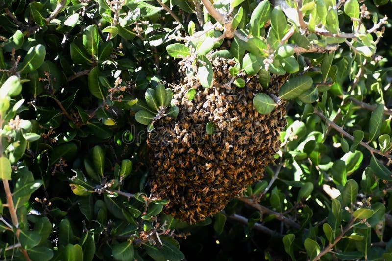 Just like with humans when there are a lot of people in their home or other building, when there are a lot of bees at one time inside of the hive during the warmer months, with all of this bee activity inside, the temperature inside can become too hot for the eggs inside. The bees inside will come out, to give the inside of the hive a chance to cool down. As see of a swarm of Western or European honey bees, Apis mellifera, at the Carpinteria Salt Marsh 1 April 2024. Just like with humans when there are a lot of people in their home or other building, when there are a lot of bees at one time inside of the hive during the warmer months, with all of this bee activity inside, the temperature inside can become too hot for the eggs inside. The bees inside will come out, to give the inside of the hive a chance to cool down. As see of a swarm of Western or European honey bees, Apis mellifera, at the Carpinteria Salt Marsh 1 April 2024.