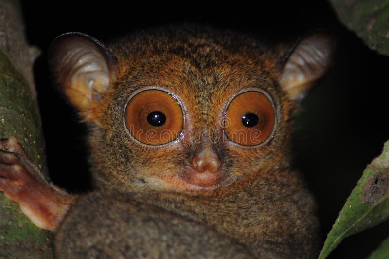 Zachodnia Tarsier ducha AKA małpa obraz stock Zachodnia Tarsier ducha AKA małpa obraz stock