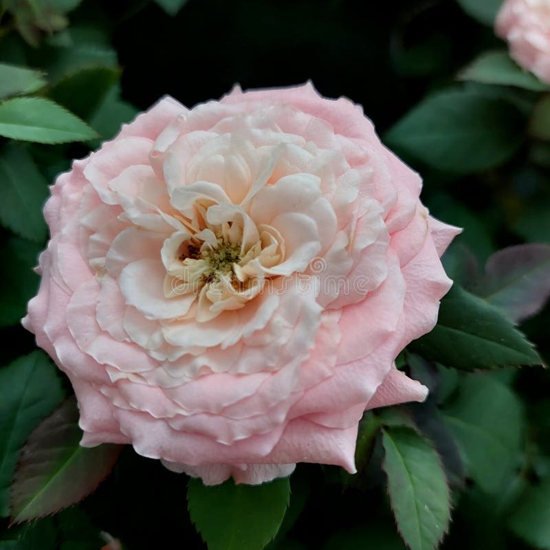 Zachtroze bloemblaadjes van aromatische bloeiende struik uit de rozenfamilie, Rosaceae royalty-vrije stock afbeeldingen