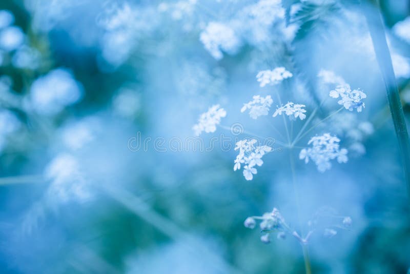 Soft blue spring background with inflorescences of delicate white wildflowers for a dreamy ethereal nature backdrop. Soft blue spring background with inflorescences of delicate white wildflowers for a dreamy ethereal nature backdrop