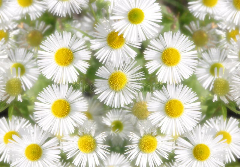 Zachte Daisy royalty-vrije stock afbeelding Zachte Daisy royalty-vrije stock afbeelding