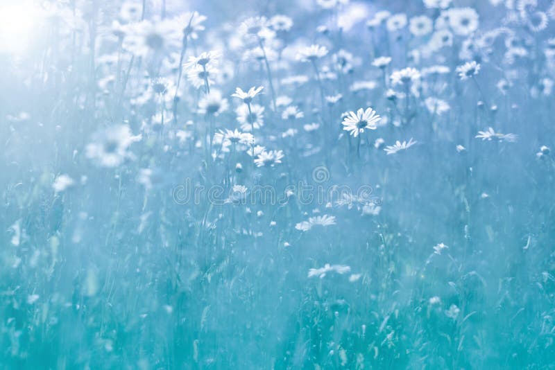 Zachte Daisy bloemen op blauwe achtergrond Mooie de zomerfoto met wildflowers Selectieve zachte nadruk stock afbeeldingen Zachte Daisy bloemen op blauwe achtergrond Mooie de zomerfoto met wildflowers Selectieve zachte nadruk stock afbeeldingen