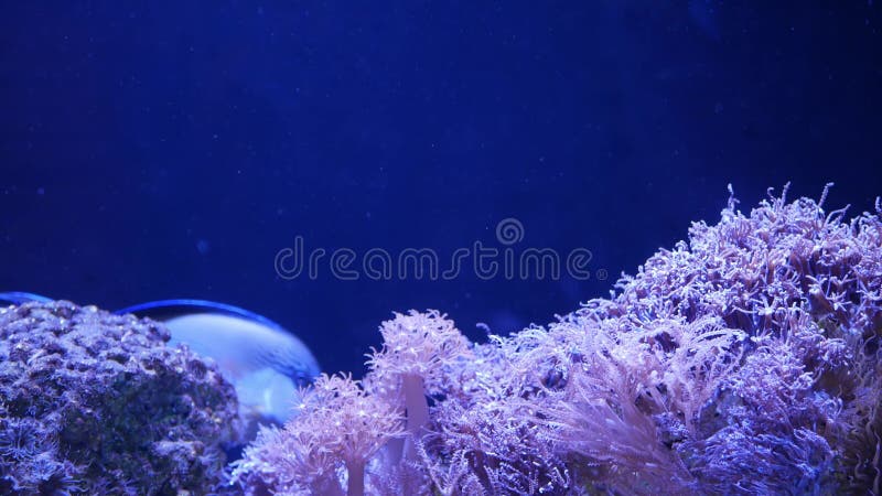 Zachte koralen in aquarium Close-up Anthelia en Euphyllia-koralen in schoon blauw water Het mariene onderwaterleven viooltje