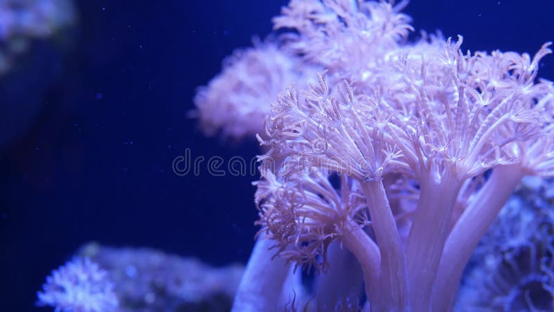 Zachte koralen in aquarium Close-up Anthelia en Euphyllia-koralen in schoon blauw water Het mariene onderwaterleven viooltje