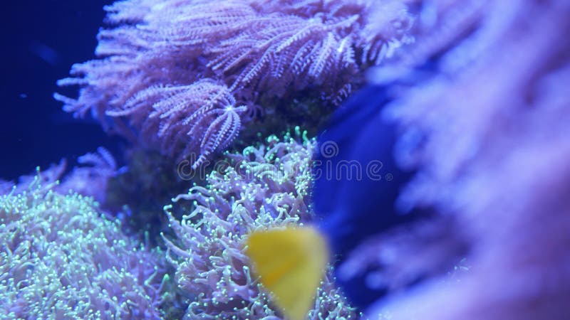 Zachte koralen in aquarium Close-up Anthelia en Euphyllia-koralen in schoon blauw water Het mariene onderwaterleven viooltje