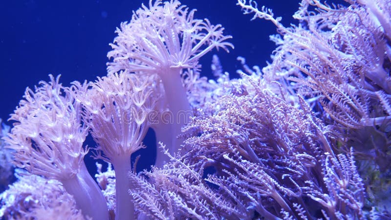 Zachte koralen in aquarium Close-up Anthelia en Euphyllia-koralen in schoon blauw water Het mariene onderwaterleven viooltje