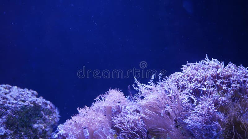 Zachte koralen in aquarium Close-up Anthelia en Euphyllia-koralen in schoon blauw water Het mariene onderwaterleven viooltje