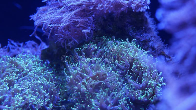 Zachte koralen in aquarium Close-up Anthelia en Euphyllia-koralen in schoon blauw water Het mariene onderwaterleven viooltje