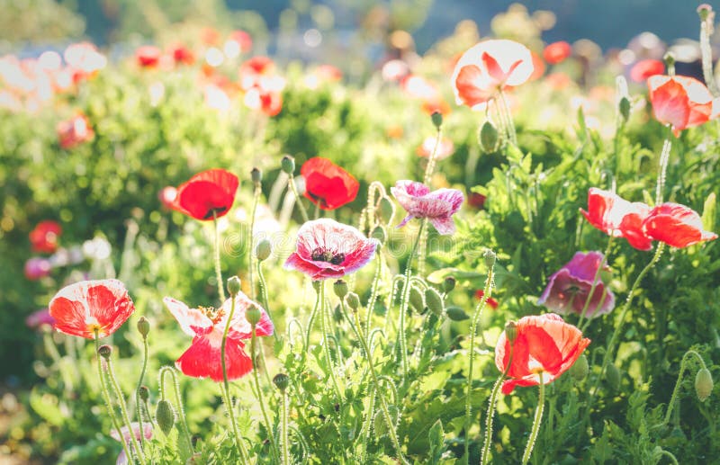 Zachte nadruk levendige papaver op het gebied als symbool voor Herinnering DA royalty-vrije stock afbeeldingen Zachte nadruk levendige papaver op het gebied als symbool voor Herinnering DA royalty-vrije stock afbeeldingen