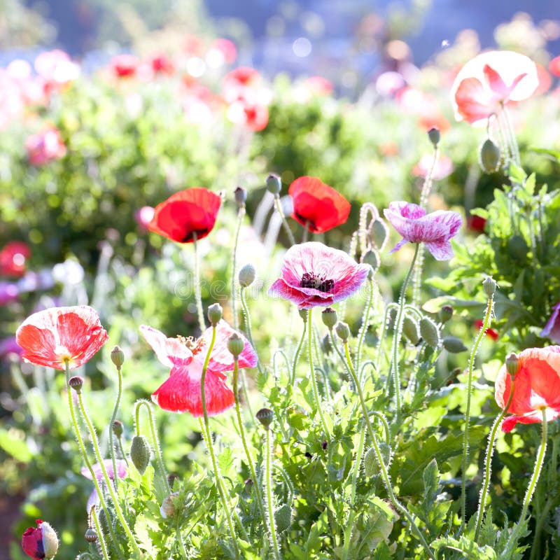 Zachte nadruk levendige papaver op het gebied als symbool voor Herinnering DA stock foto's Zachte nadruk levendige papaver op het gebied als symbool voor Herinnering DA stock foto's