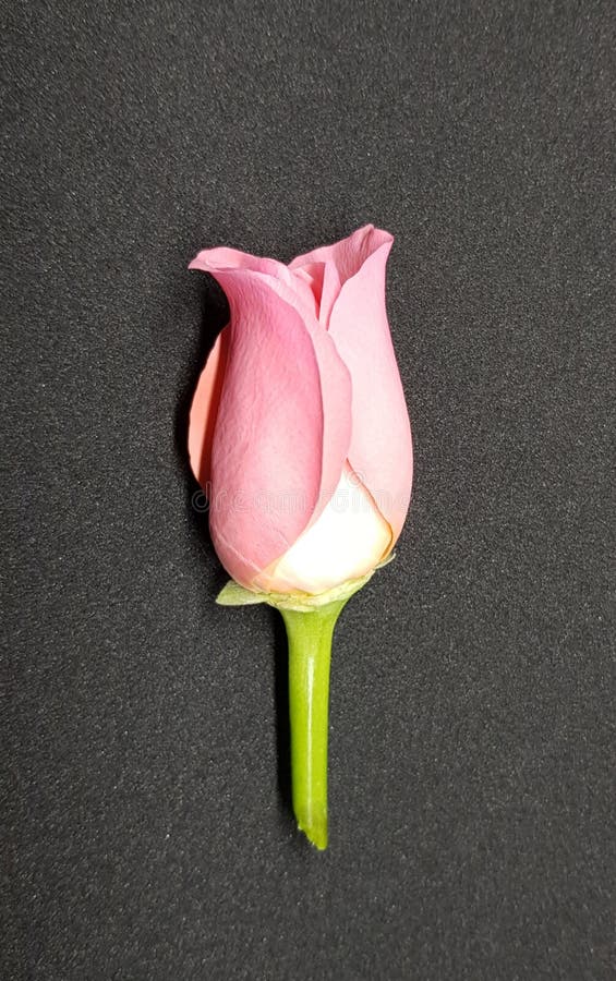 Zachte roze nam over zwarte achtergrond toe Close-up van roze bloesem stock fotografie Zachte roze nam over zwarte achtergrond toe Close-up van roze bloesem stock fotografie