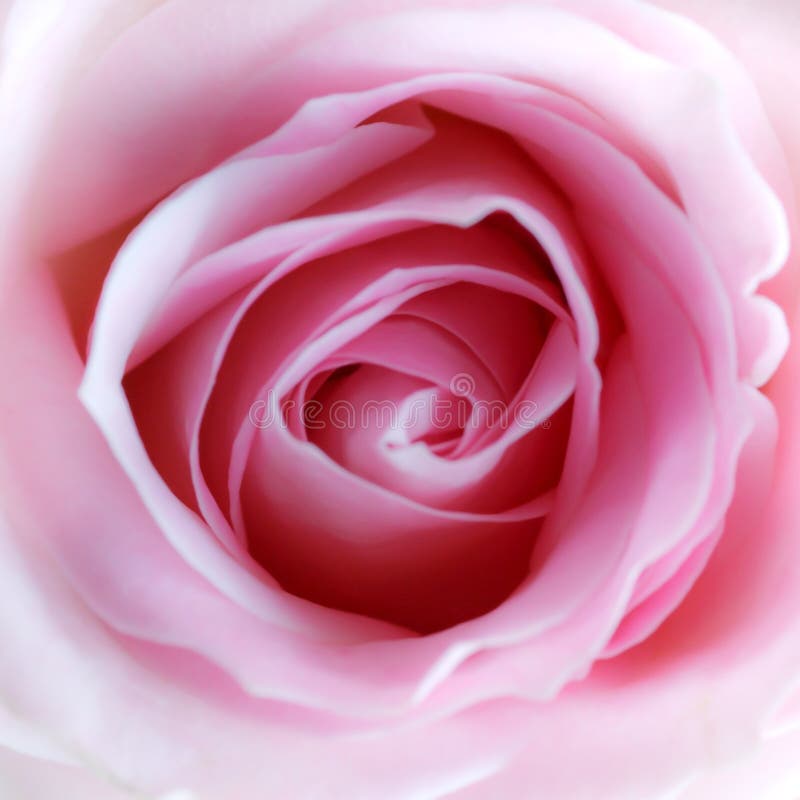 Zacken Sie Rose aus stockbilder