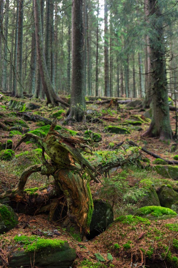 Zadna Polana primeval forest