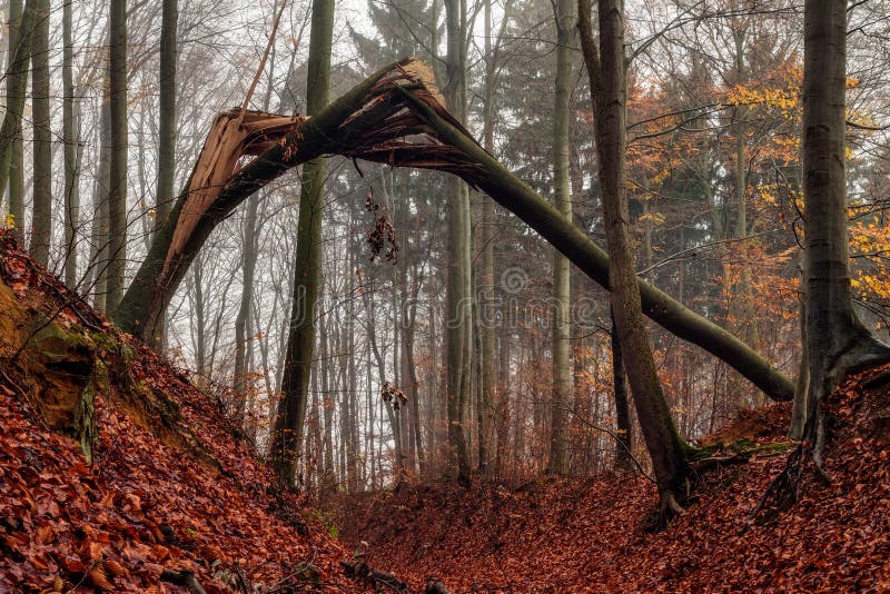 Zadziwiający spadek Forrest. obrazy stock Zadziwiający spadek Forrest. obrazy stock