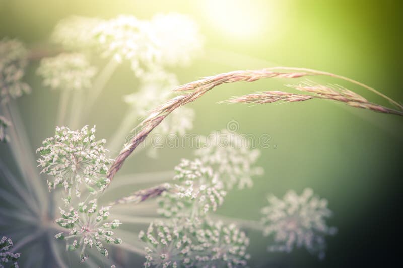 Zadziwiający wschód słońca przy lato łąką z wildflowers zdjęcia royalty free Zadziwiający wschód słońca przy lato łąką z wildflowers zdjęcia royalty free