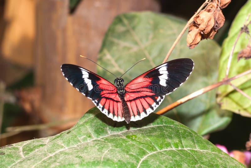 Red Cattle Heart Swallowtail Butterfly, Tropical Rainforest, South America. Red Cattle Heart Swallowtail Butterfly, Tropical Rainforest, South America