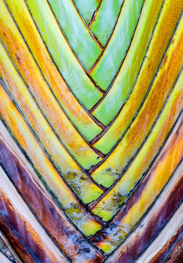 Zakończenia up - liść bazy na podróżnika palmie (Ravenala madagascari fotografia stock Zakończenia up - liść bazy na podróżnika palmie (Ravenala madagascari fotografia stock