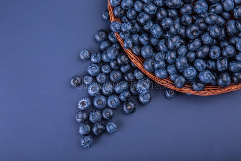 Zakończenie czarne jagody Kosz soczyste czarne jagody na zmroku - błękitny tło Smakowite i słodkie czarne jagody kosmos kopii