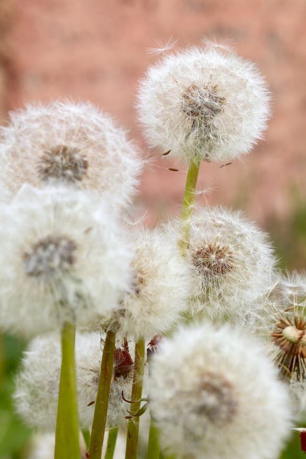 Dandelion kwiaty zdjęcia royalty free Dandelion kwiaty zdjęcia royalty free