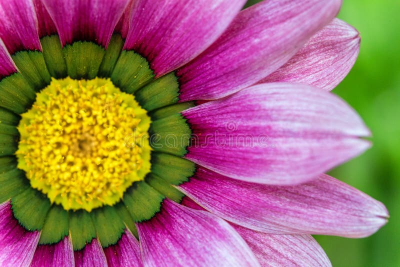 Zakończenie kwiatu część z różowym płatka ang koloru żółtego centre Świeży jaskrawy naturalny ogrodowy tło fotografia royalty free Zakończenie kwiatu część z różowym płatka ang koloru żółtego centre Świeży jaskrawy naturalny ogrodowy tło fotografia royalty free