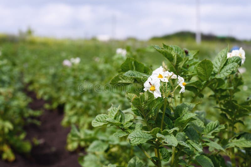 Zakończenie kwitnie młode grule na plantaci w ogródzie skutek perspektywa obraz royalty free Zakończenie kwitnie młode grule na plantaci w ogródzie skutek perspektywa obraz royalty free
