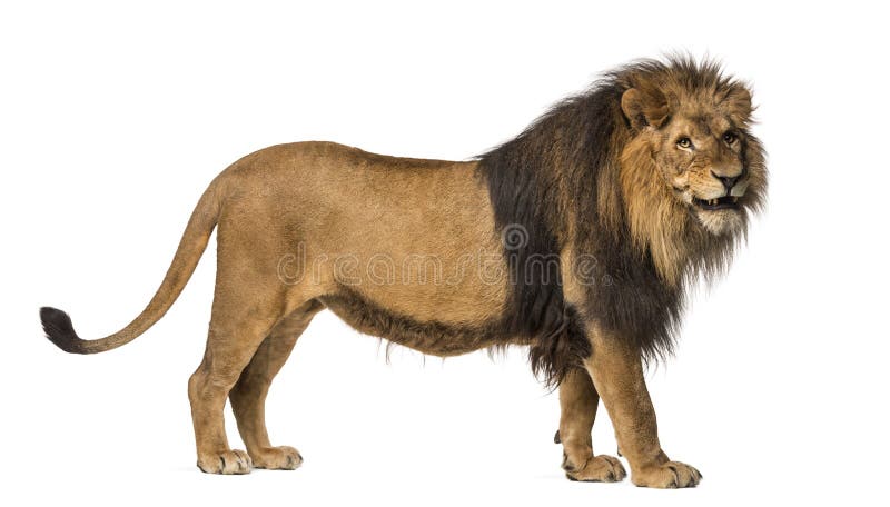 Close-up of a Lion roaring, Panthera Leo, 10 years old, isolated on white. Close-up of a Lion roaring, Panthera Leo, 10 years old, isolated on white