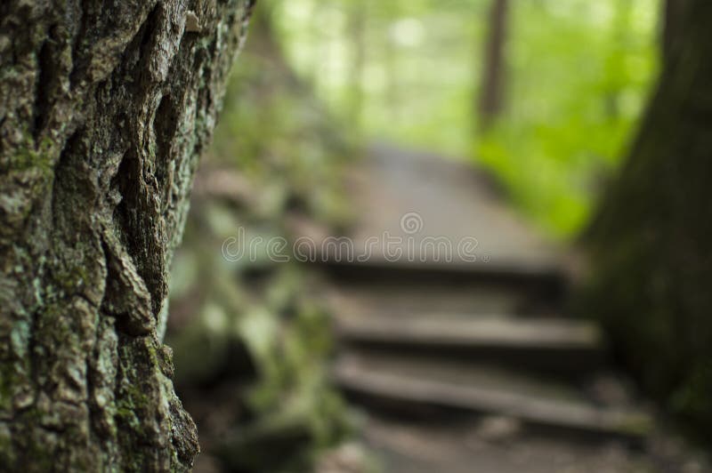 zakończenie na drzewie z lasową ścieżką i schodkami w tle fotografia stock zakończenie na drzewie z lasową ścieżką i schodkami w tle fotografia stock